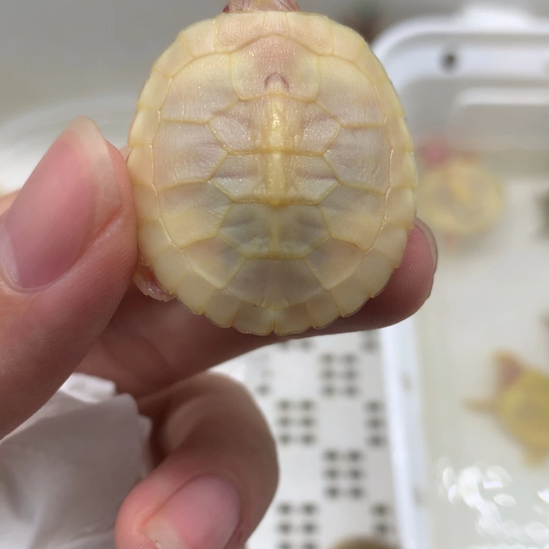 不分公母巴西彩龟