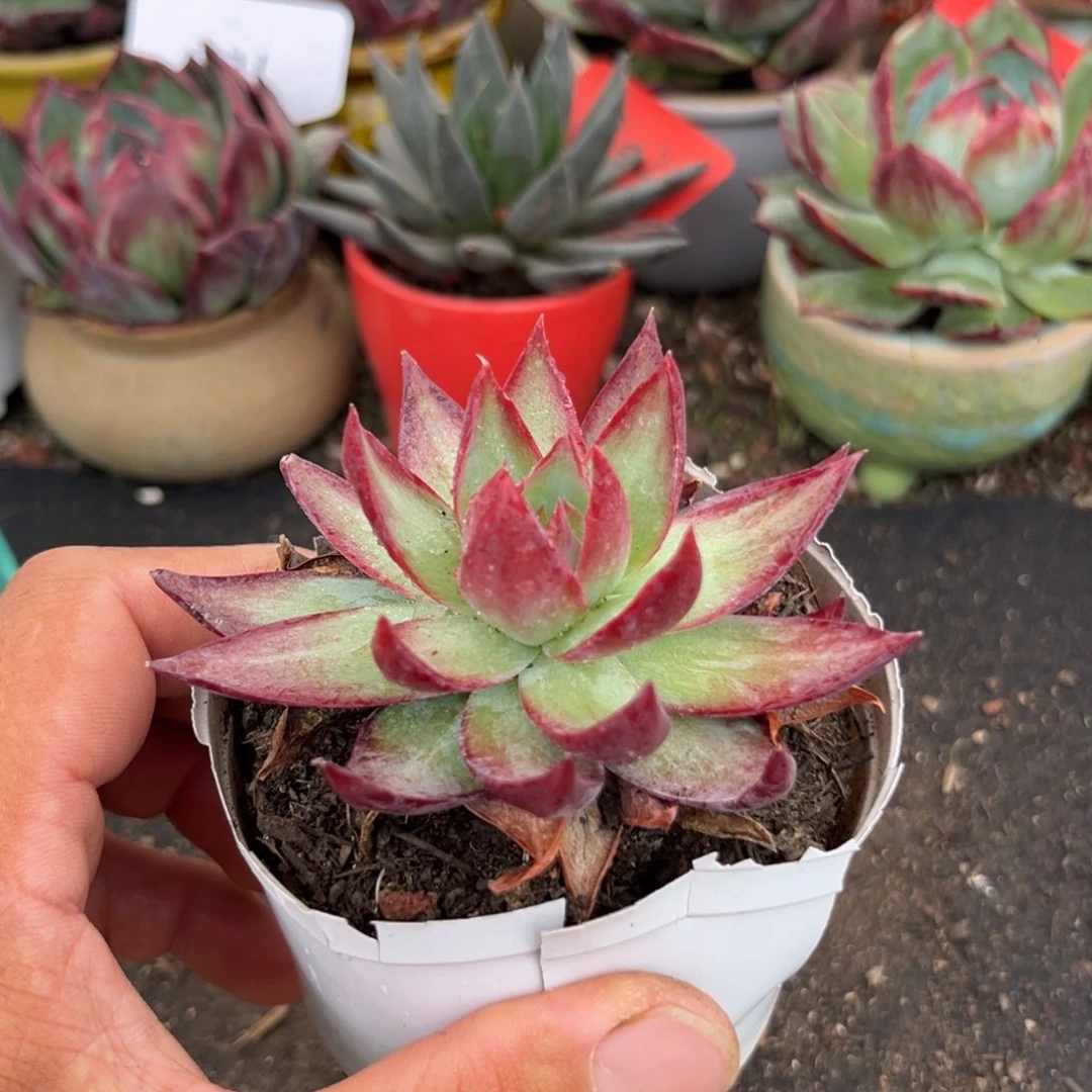 惊鸿仙子多肉植物442