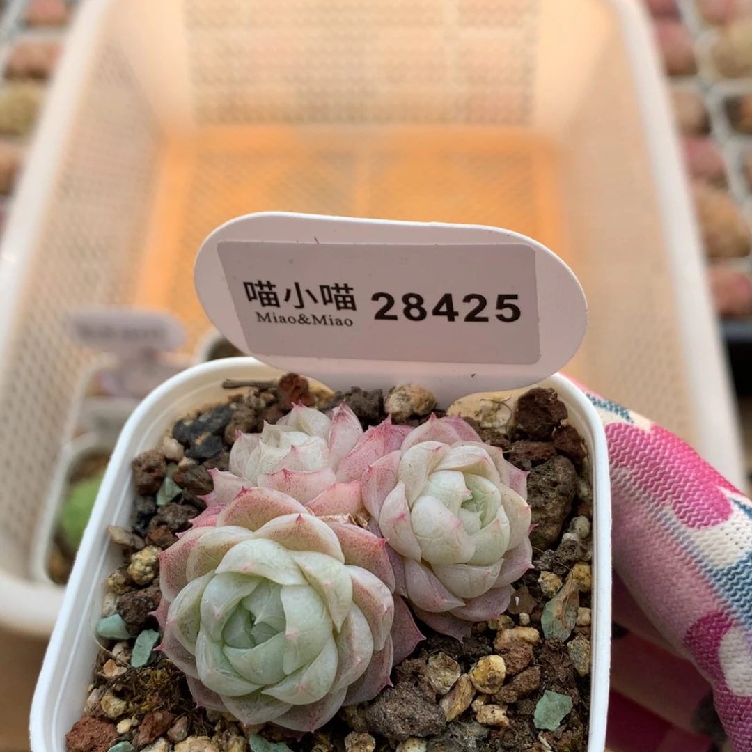 多肉植物女王珍妮