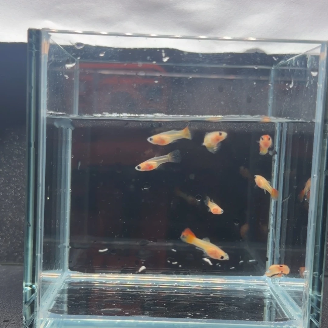 孔雀鱼红头皇家落日苗子8条