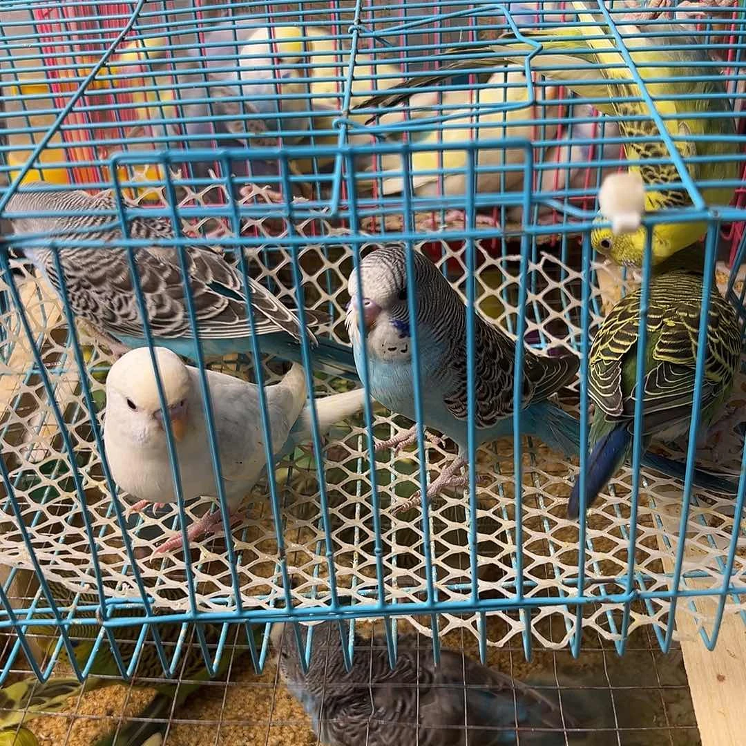 虎皮鹦鹉虎皮鹦鹉1只