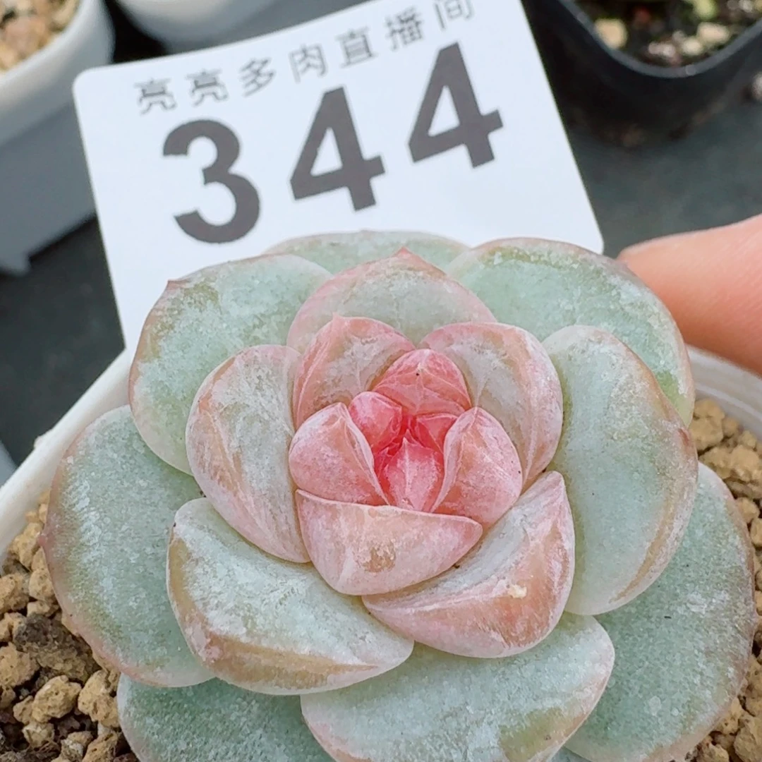 果酱            精美多肉植物