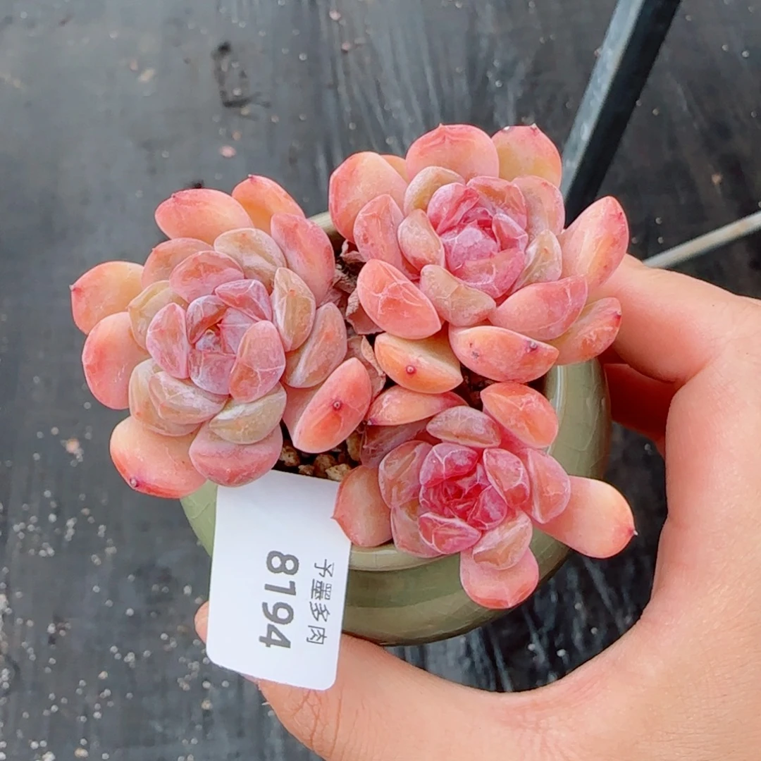 红恋，8194多肉植物