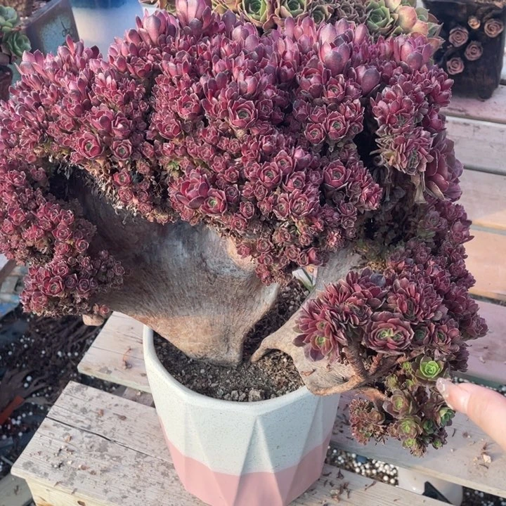 多肉的一款手串在线可好