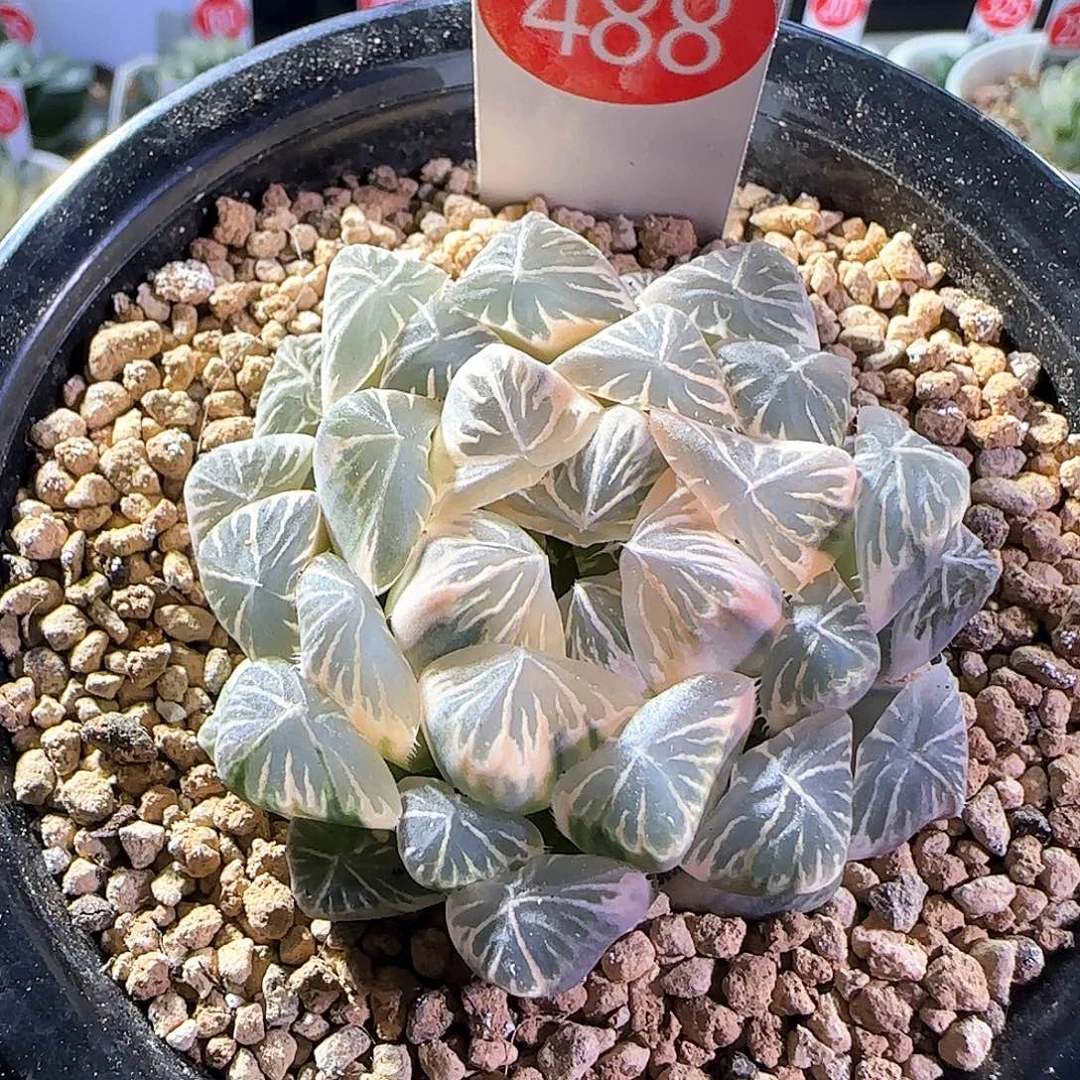 488号糊斑玉露锦一物一拍带盆土