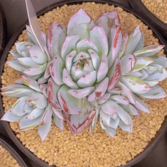 贾***J11-37////////////////////2