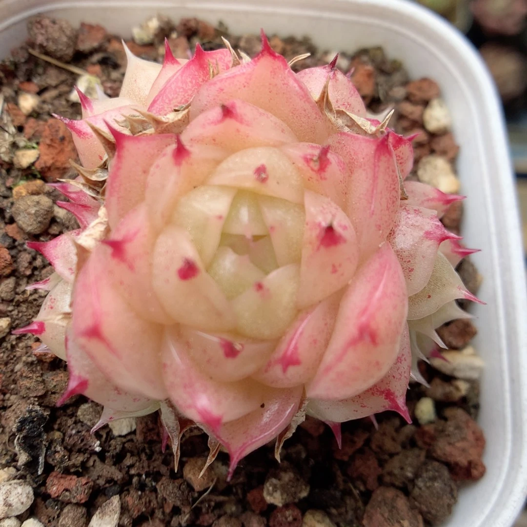 G30 ，20包邮两天凑单