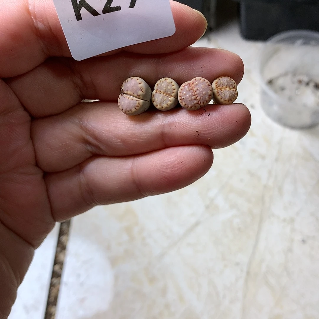 *️K29多肉植物保护