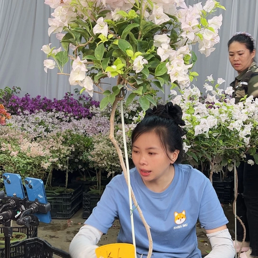 水***桃完全开放K6金边丽娜