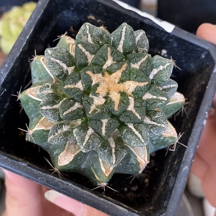 苗接大疣宽亮颗粒面黑。510号