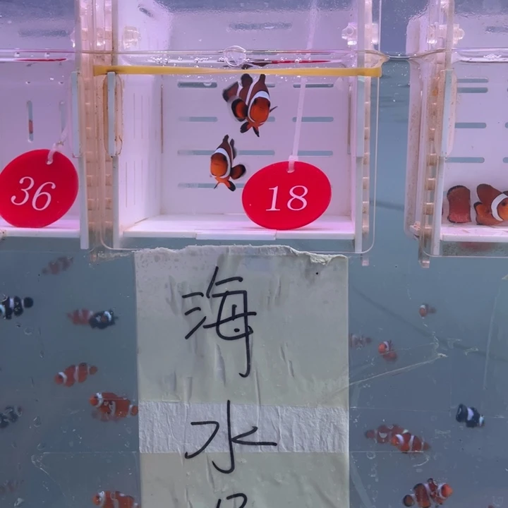 海水鱼精品玛瑙一对4-5