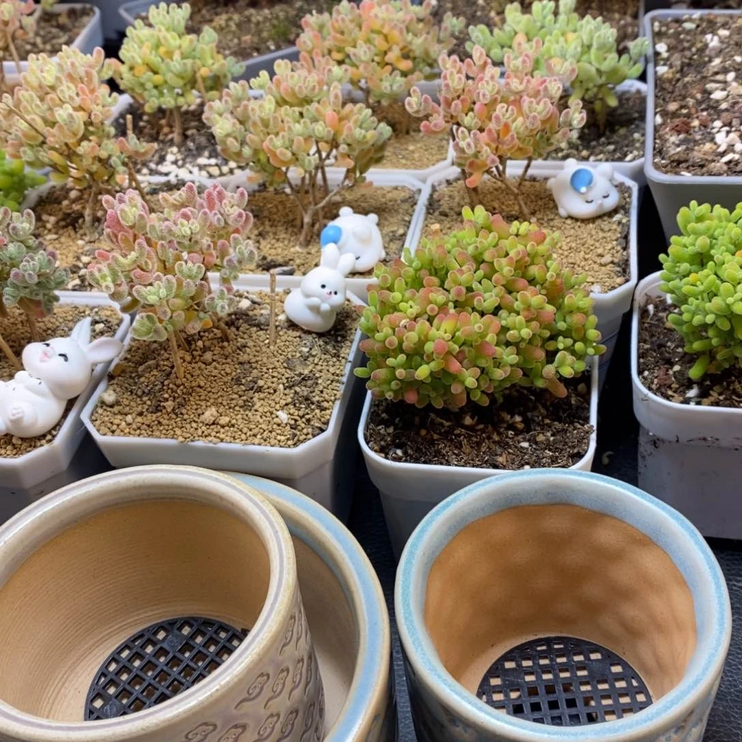 养***手七里烧盆盆多肉