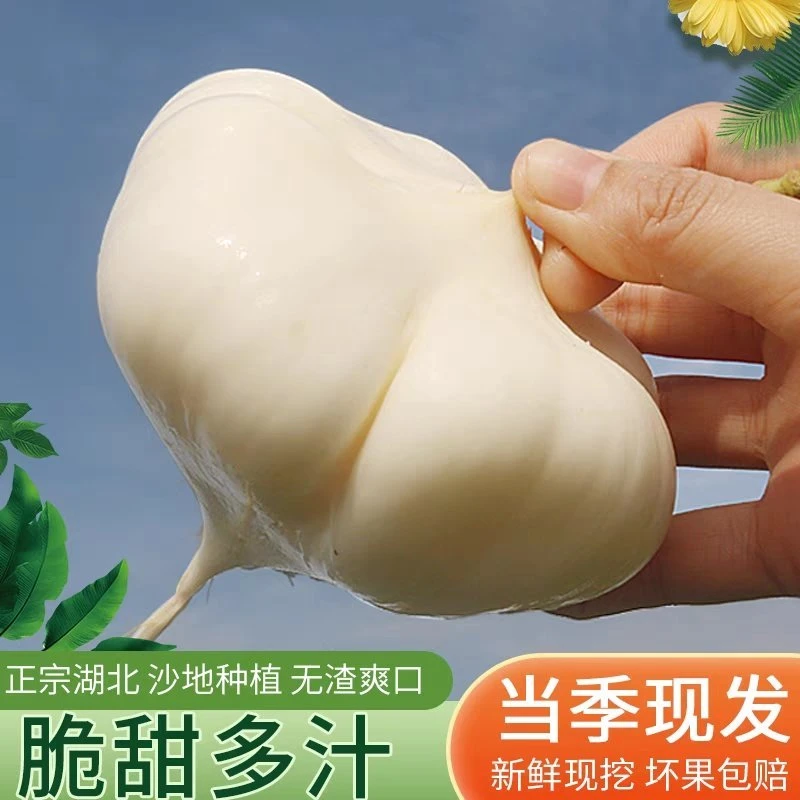 水果地瓜凉薯豆薯白地瓜甜薯沙葛地萝卜葛薯番葛土瓜洋地瓜地梨