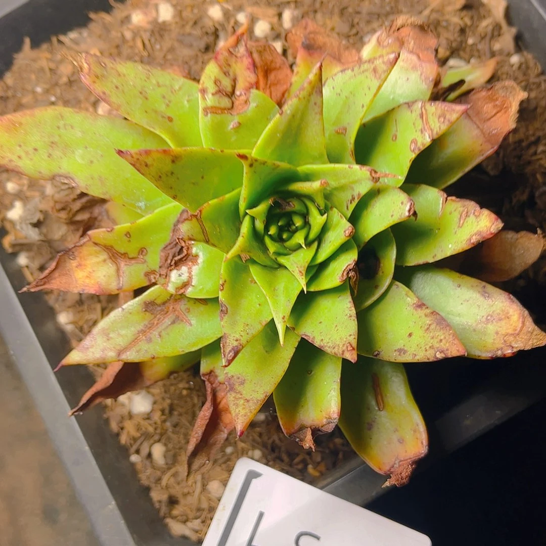 坎代老桩老桩3831