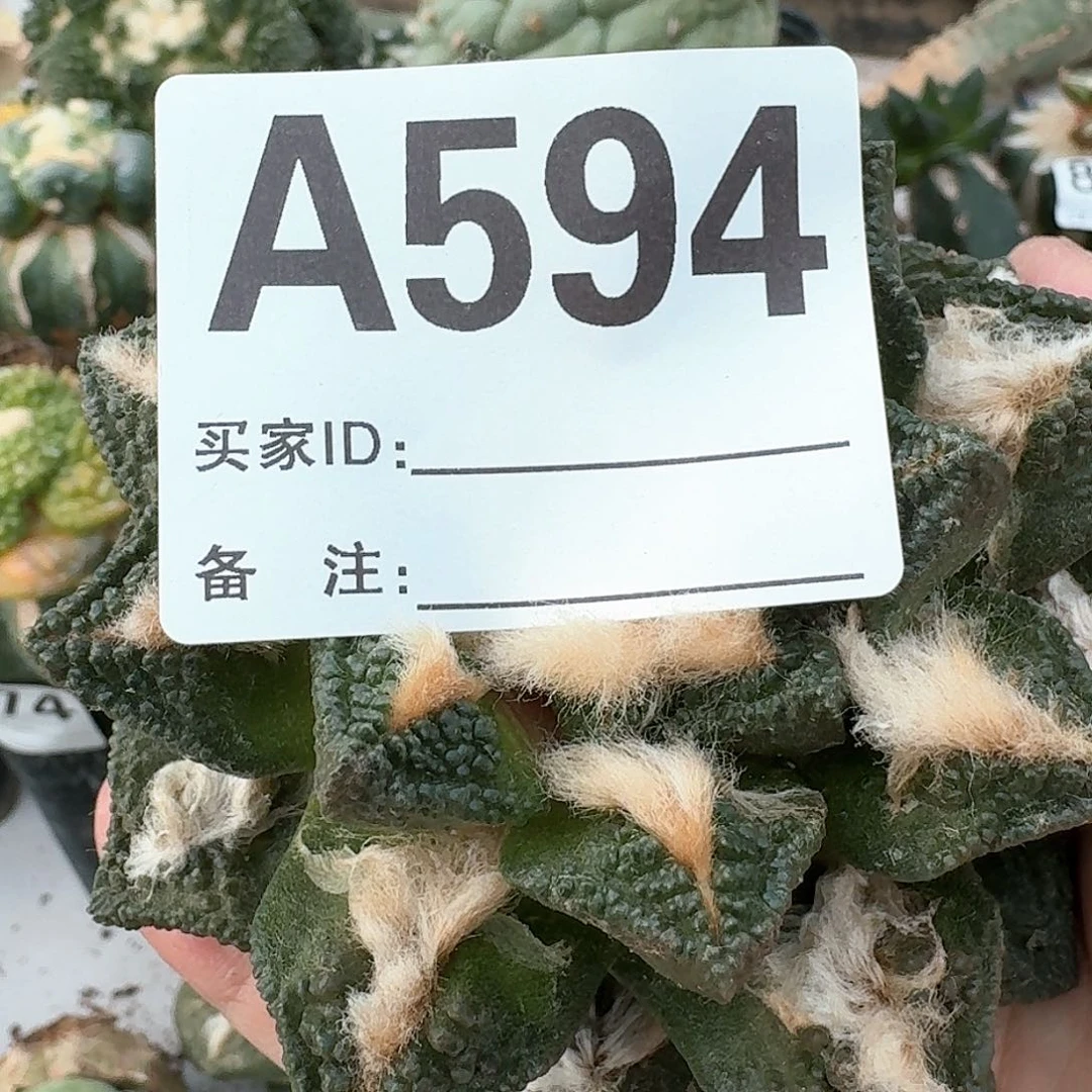 【闪购商品】A****沫博士594