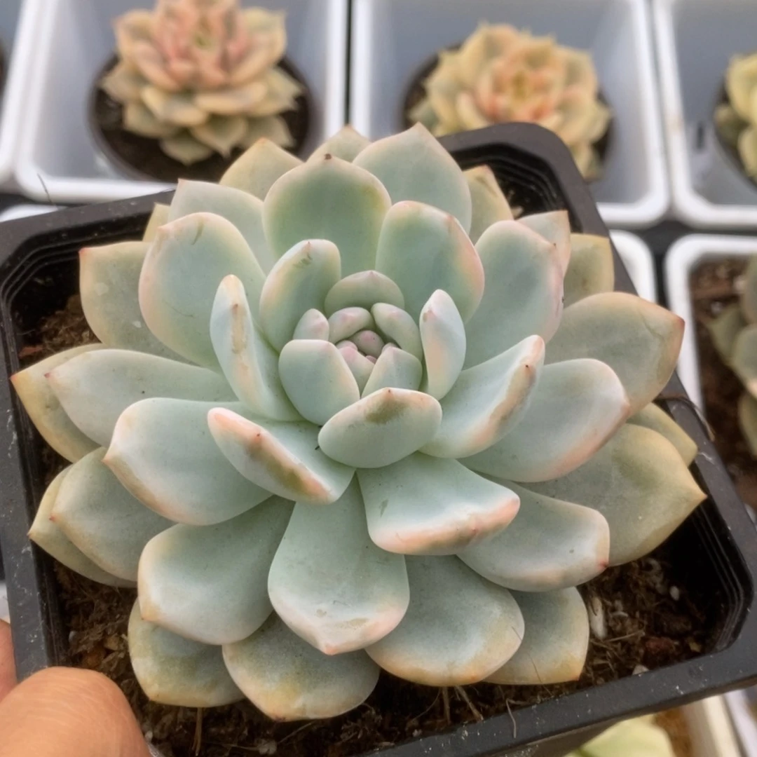 517橙子锦锦锦锦锦锦