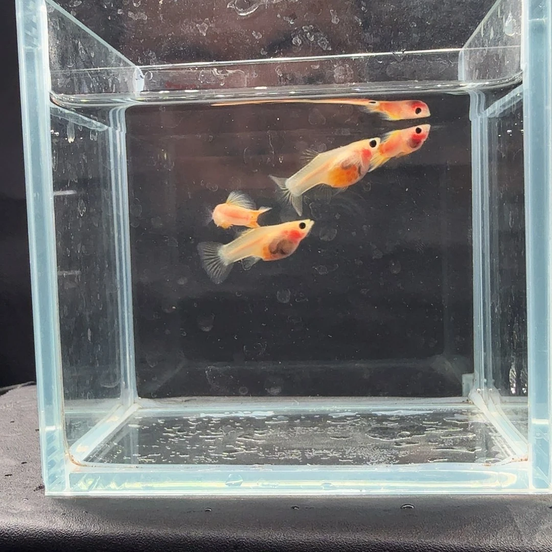 孔雀鱼粉猫幻彩两对