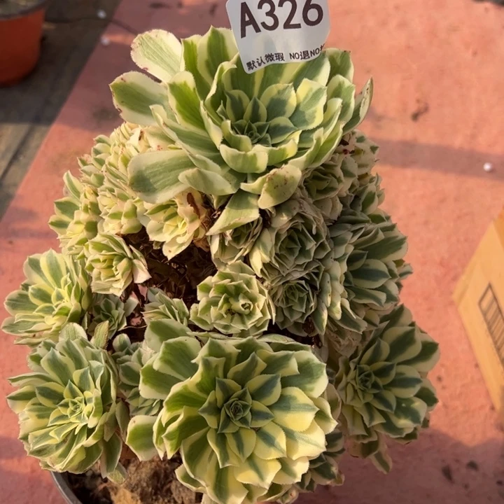 迈巴赫多肉植物326.