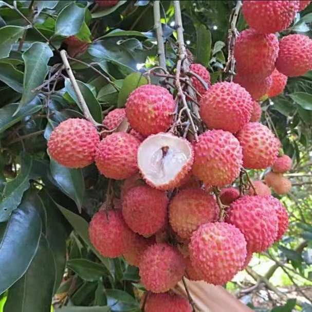 《一树一拍》荔枝、荔枝、正宗、正品嫁接原土原杯发货庭院植物果树