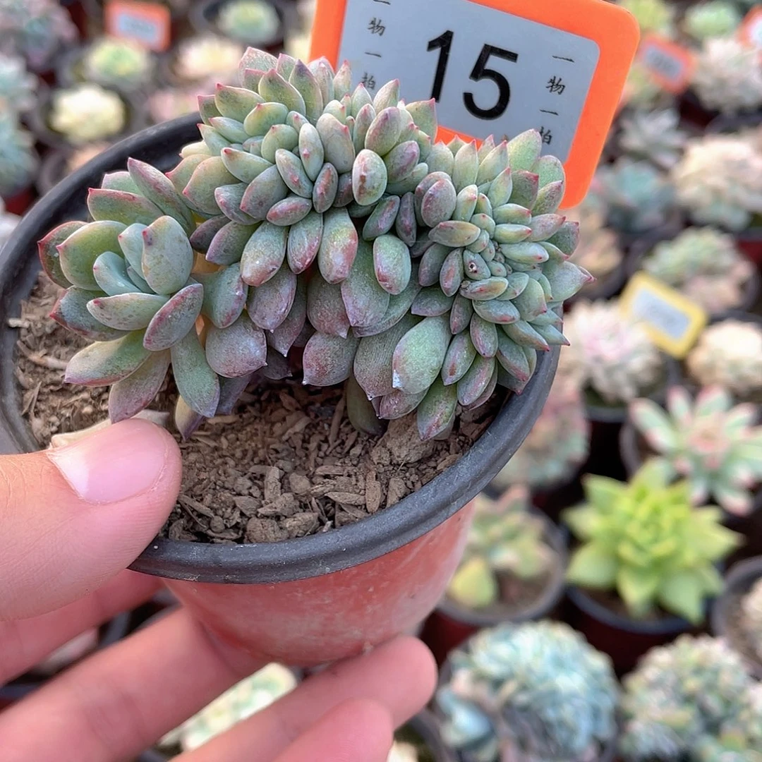 全明星小缀15号多肉