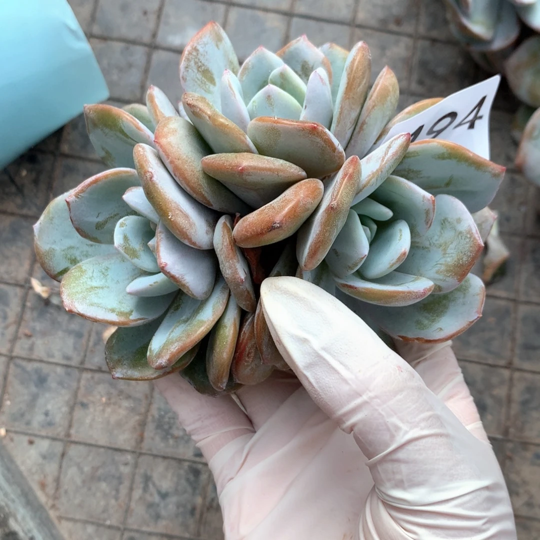 一***花# 4 94 。售后范围：签收起7天内不拍冷链不售后。
