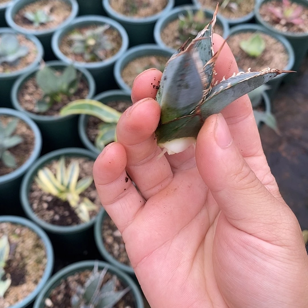 多肉植物龙蛇兰植物