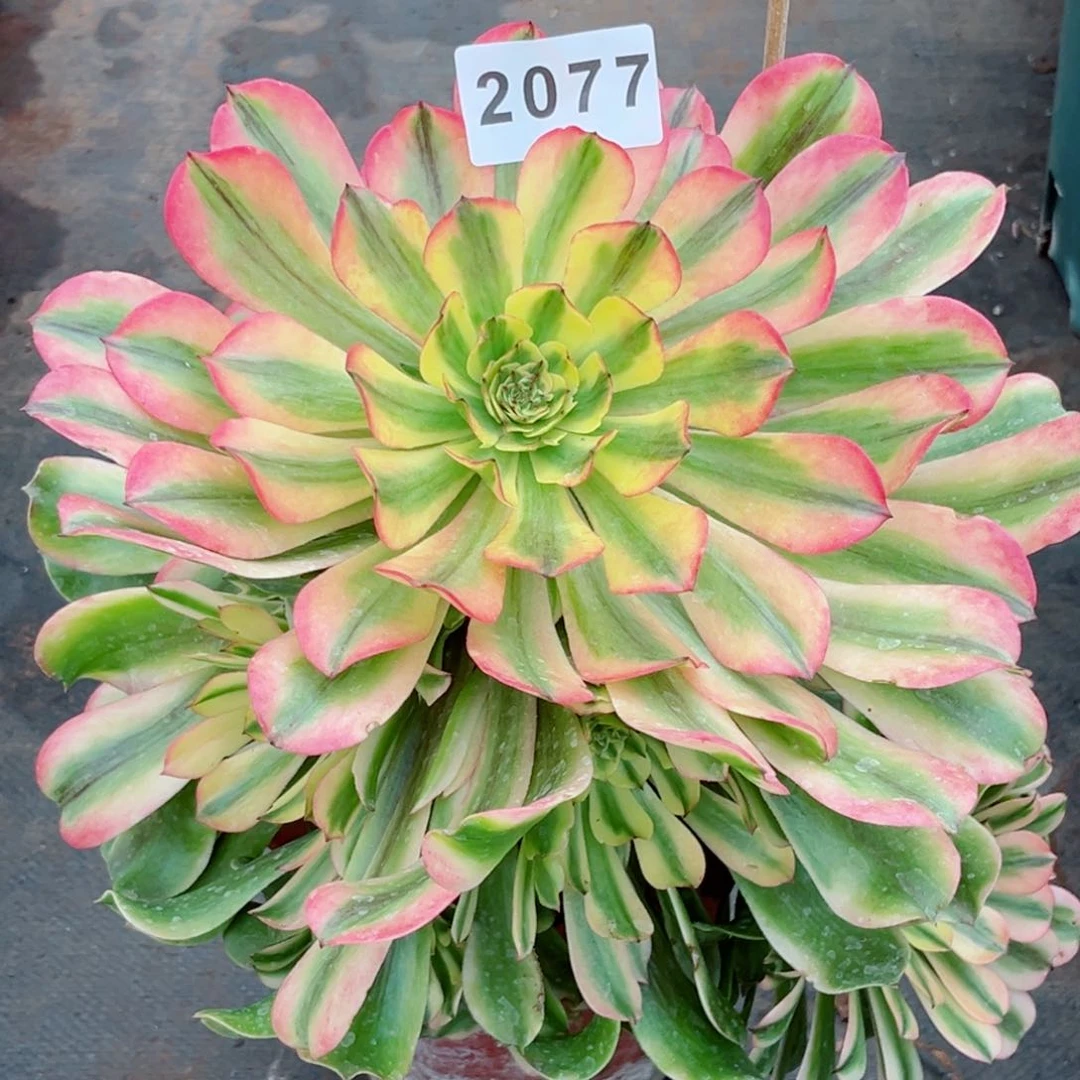 新品粉钻多肉发货