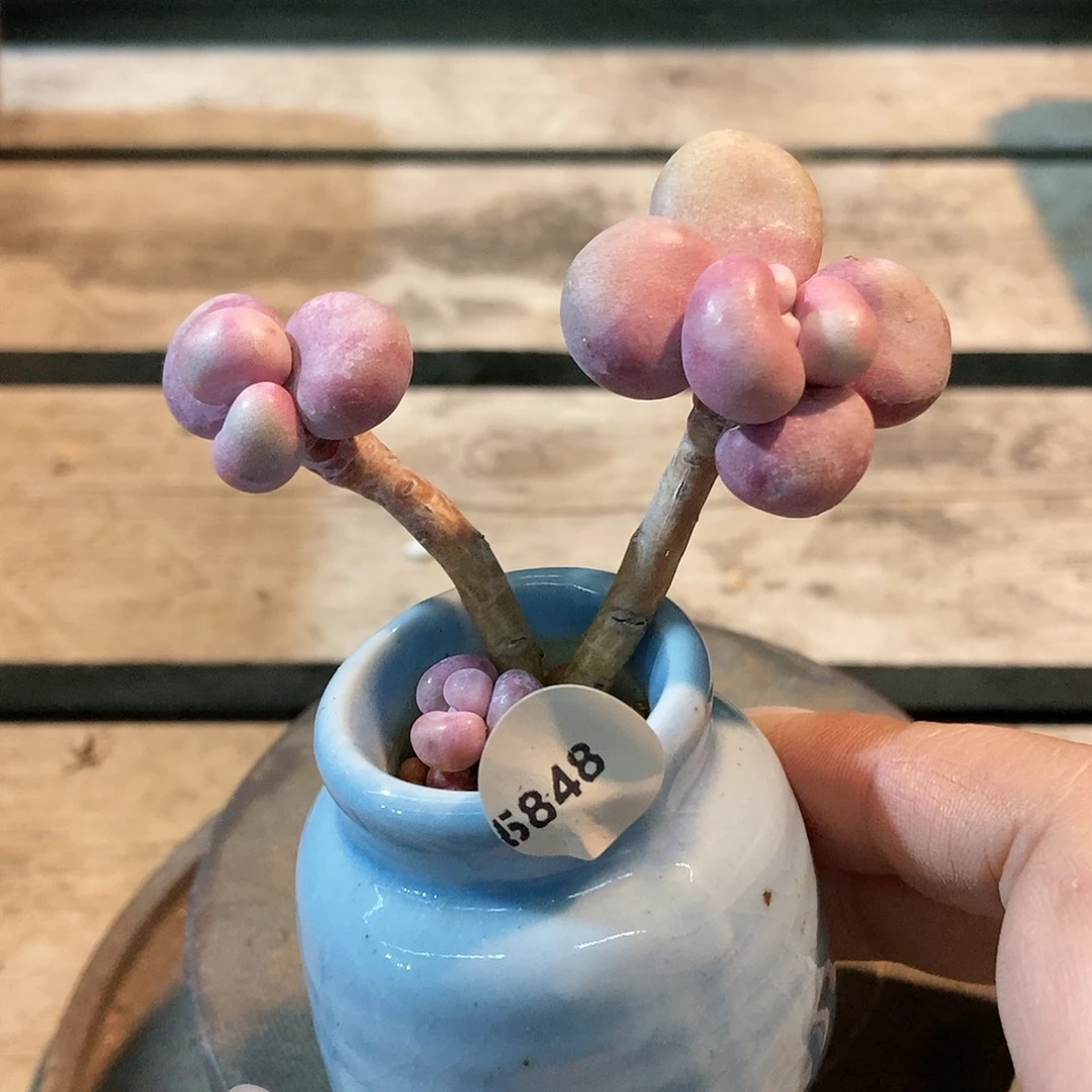 5848糖果腰子蛋带盆土