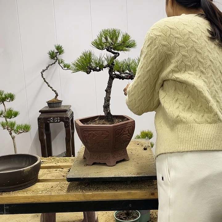 言**声黄山松盆景艺术中心