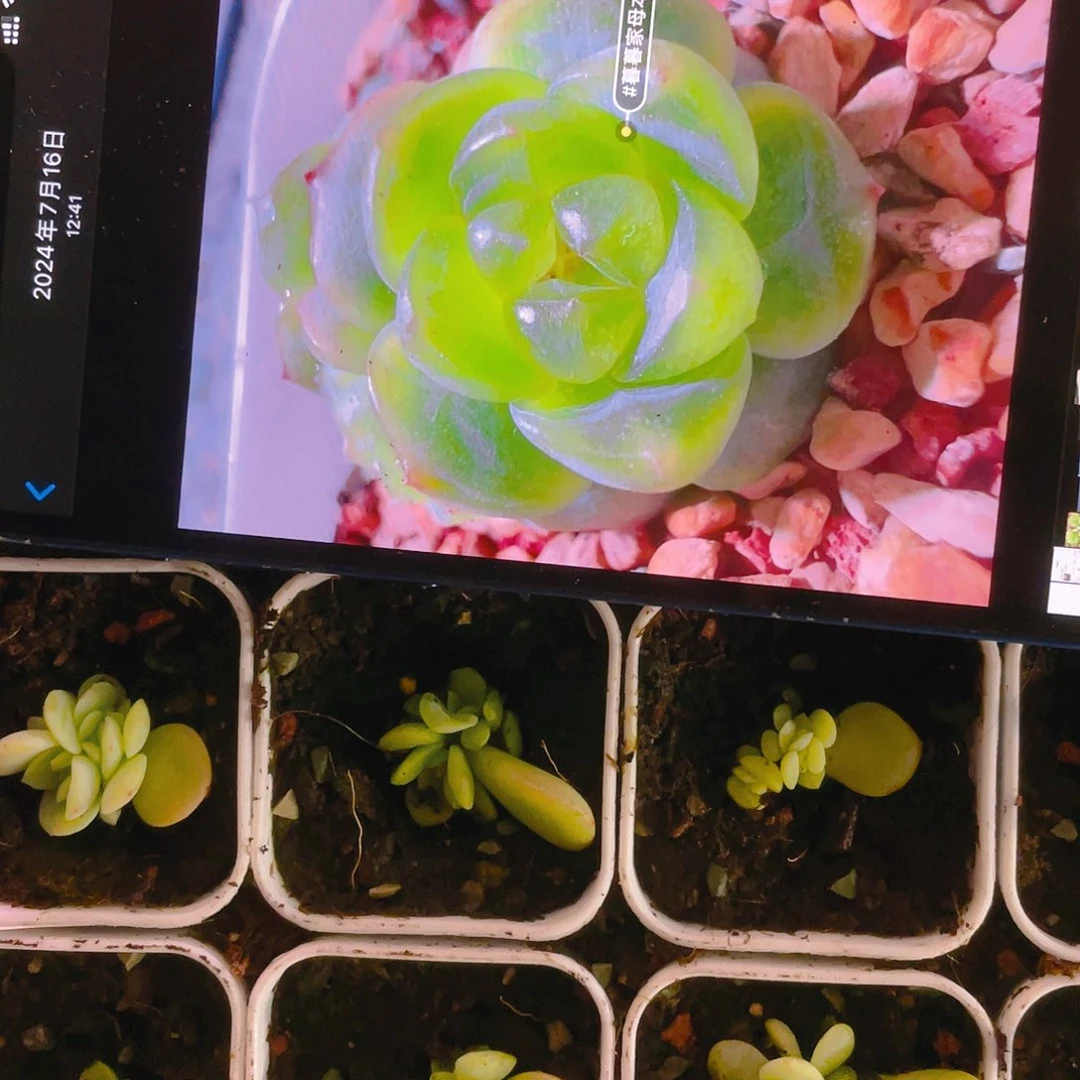 T N大宁中盆一个满25包邮