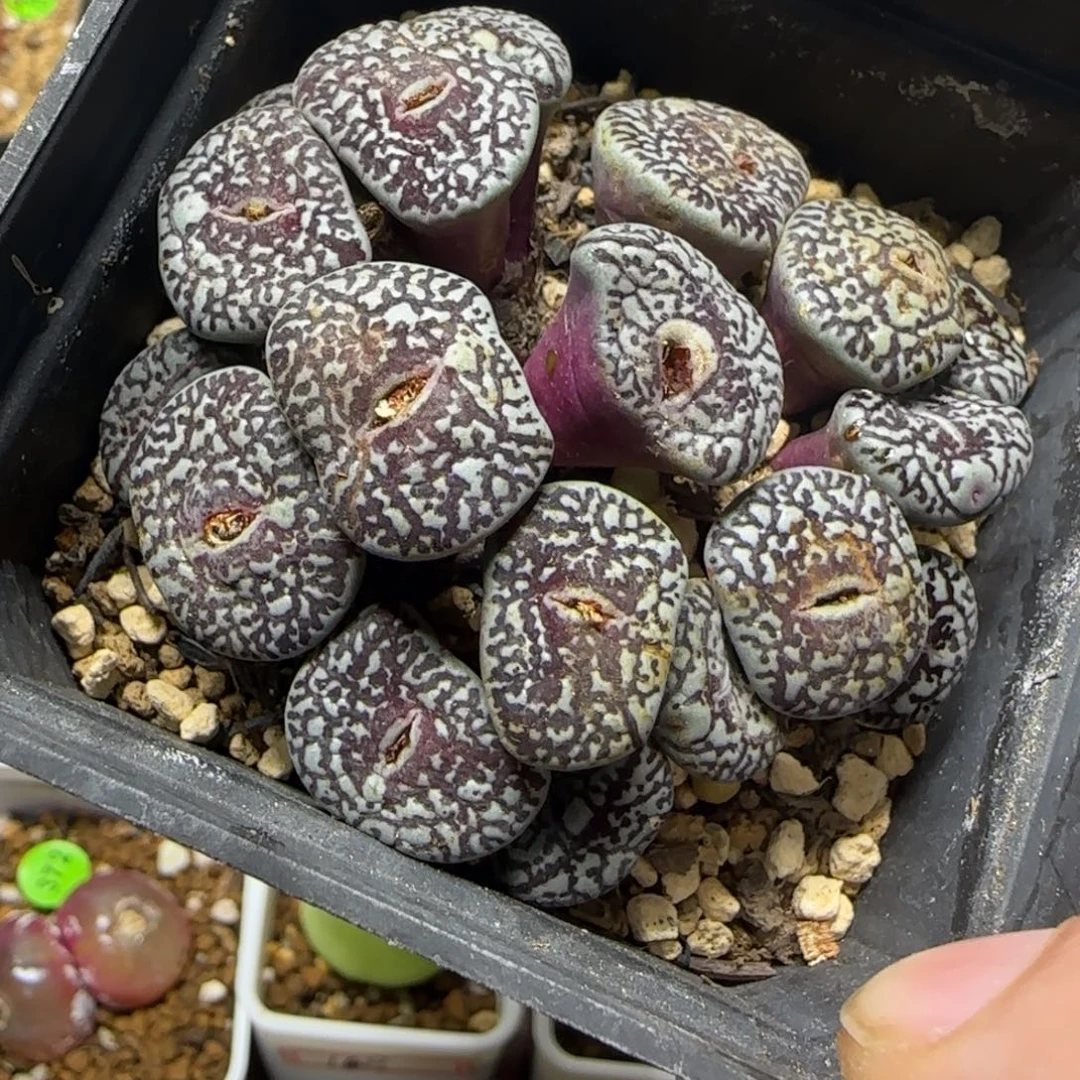 云****专拍漂亮多肉植物97