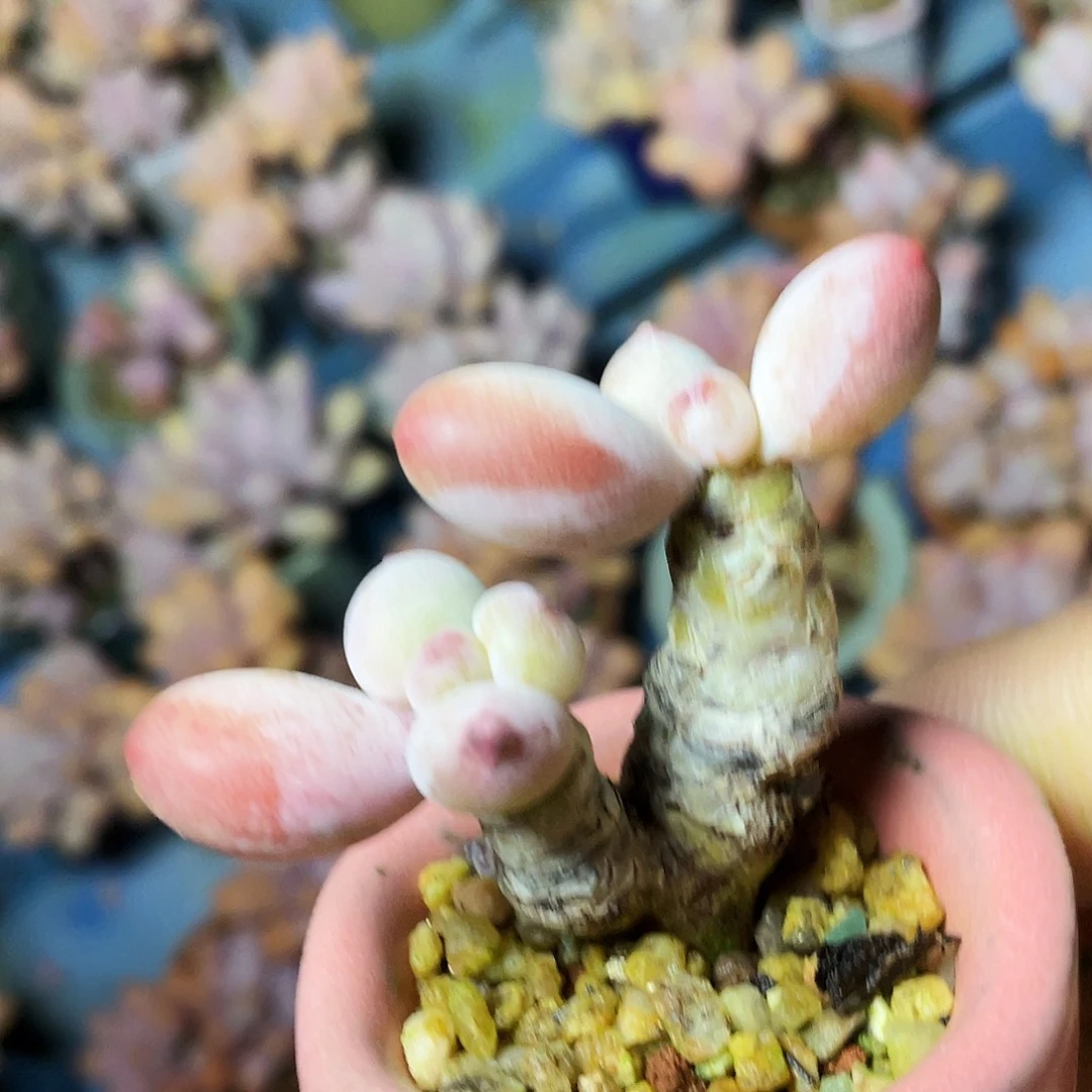 g***a多肉植物的生长发育和生长发育