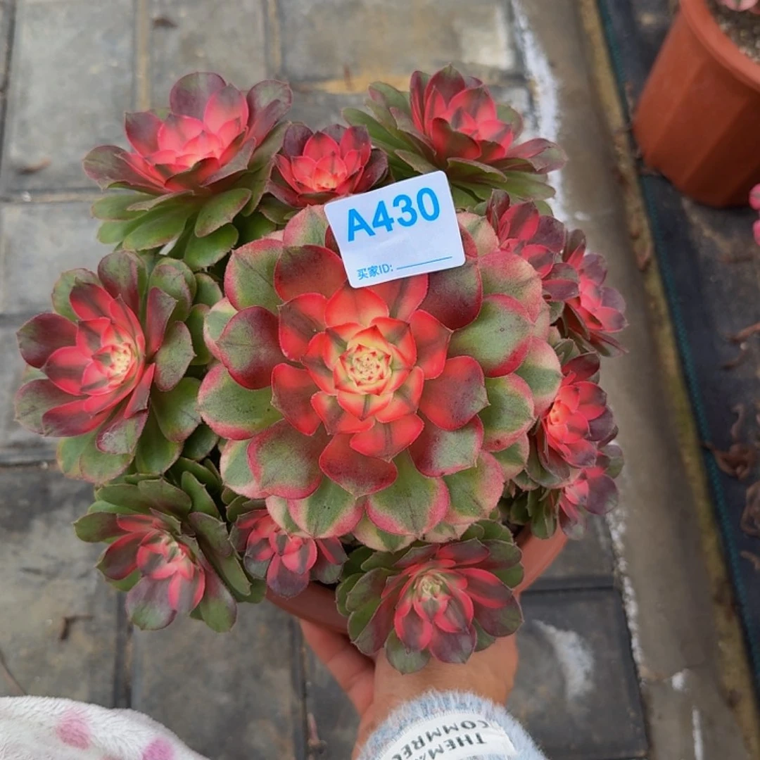 430荔枝4444冠服22.3左右不大颗