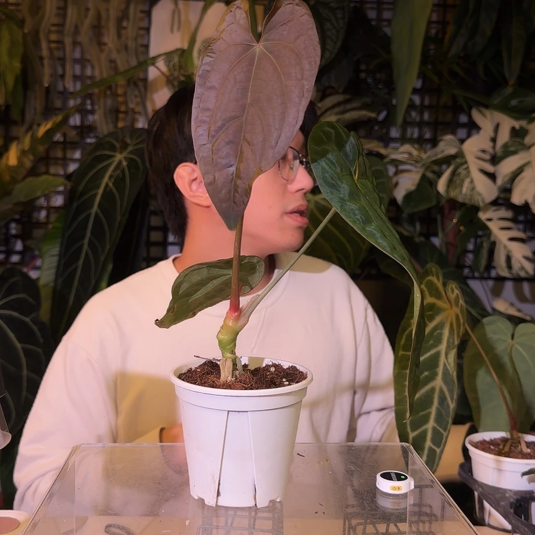 完全开放G64梅子江杂黑凤凰