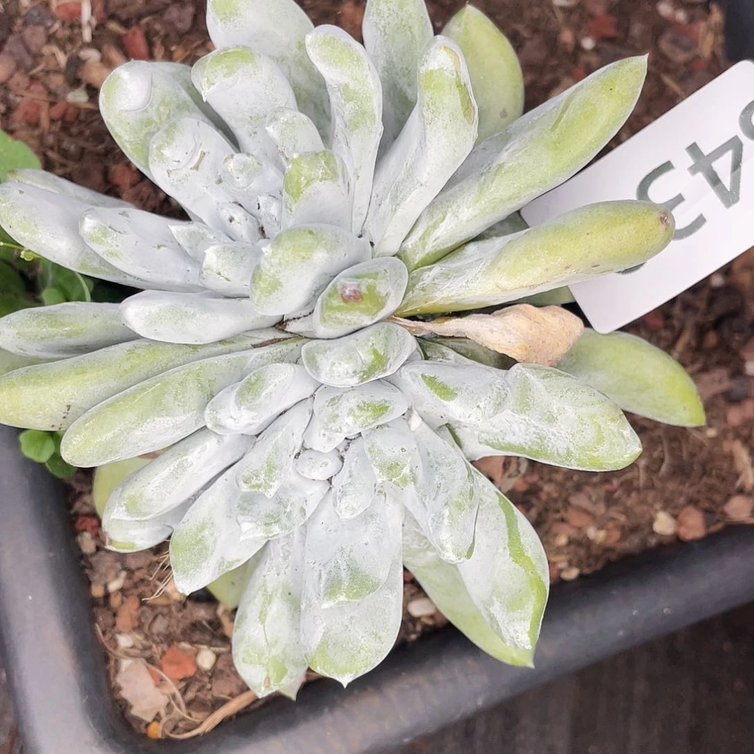拇指双头老桩8430