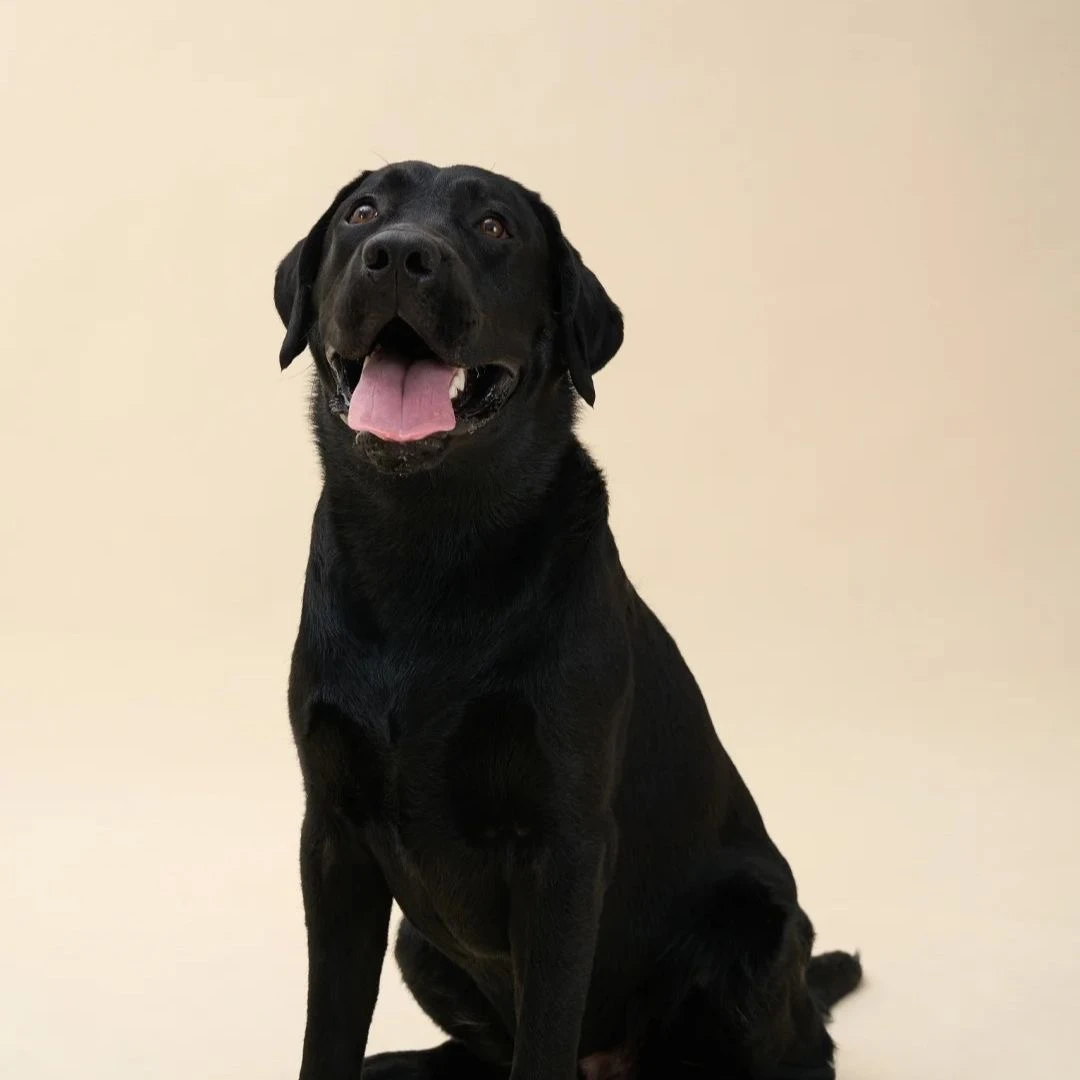 拉布拉多狗狗家庭幼犬血统导盲犬黑色神犬小七宠物宠物狗活物真狗