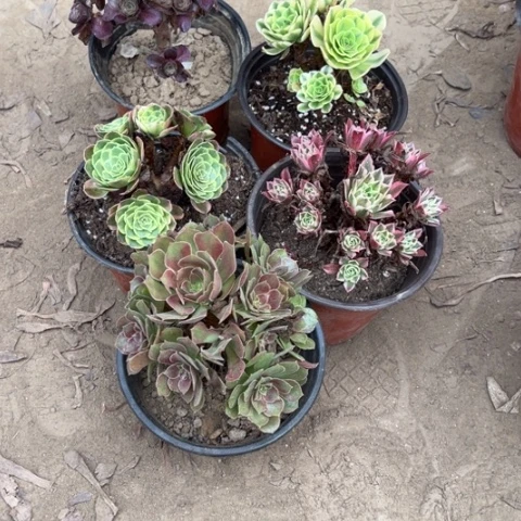 040多肉植物组合，