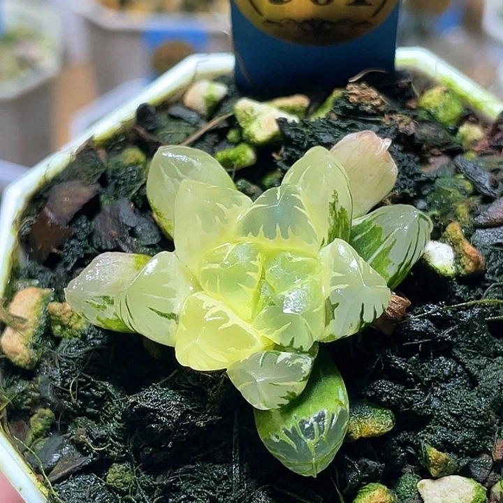 561糊斑廣賴錦一物