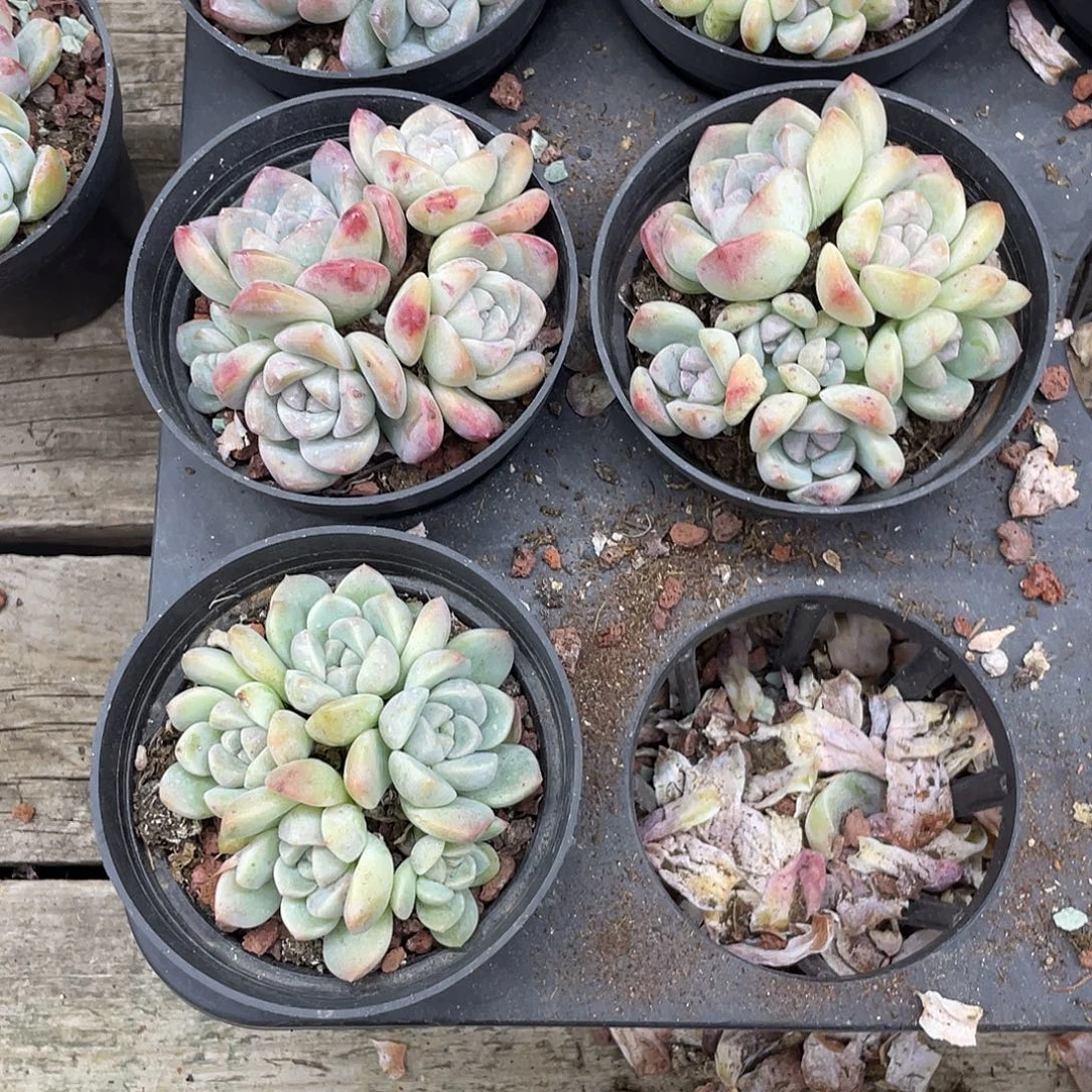 ****～冰玉5盆。