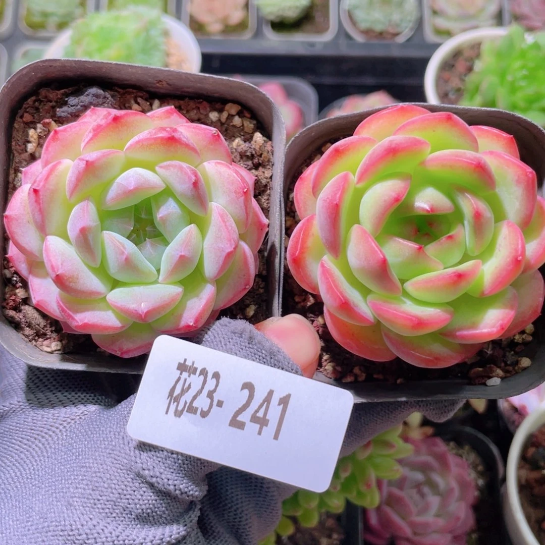 花利美23-241白桃汽水＋从林之舞