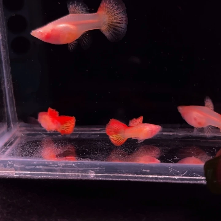 孔雀鱼红龙白子玻璃猫2对