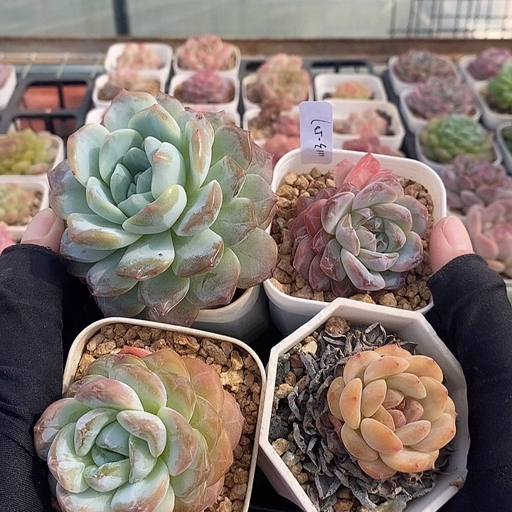 1113-507，粉魄糖心4个组合