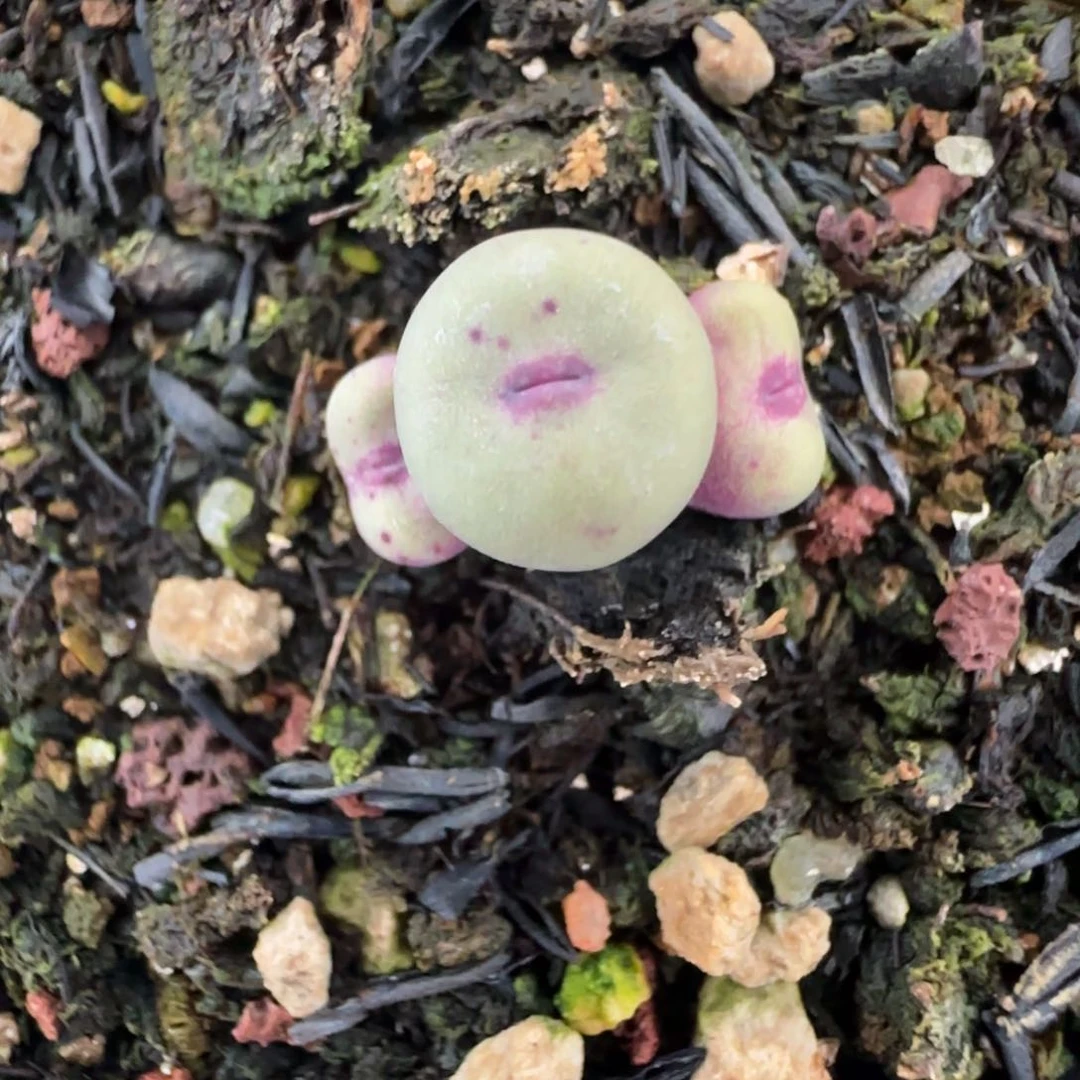 芝**圆2.1号多肉1380B 81号