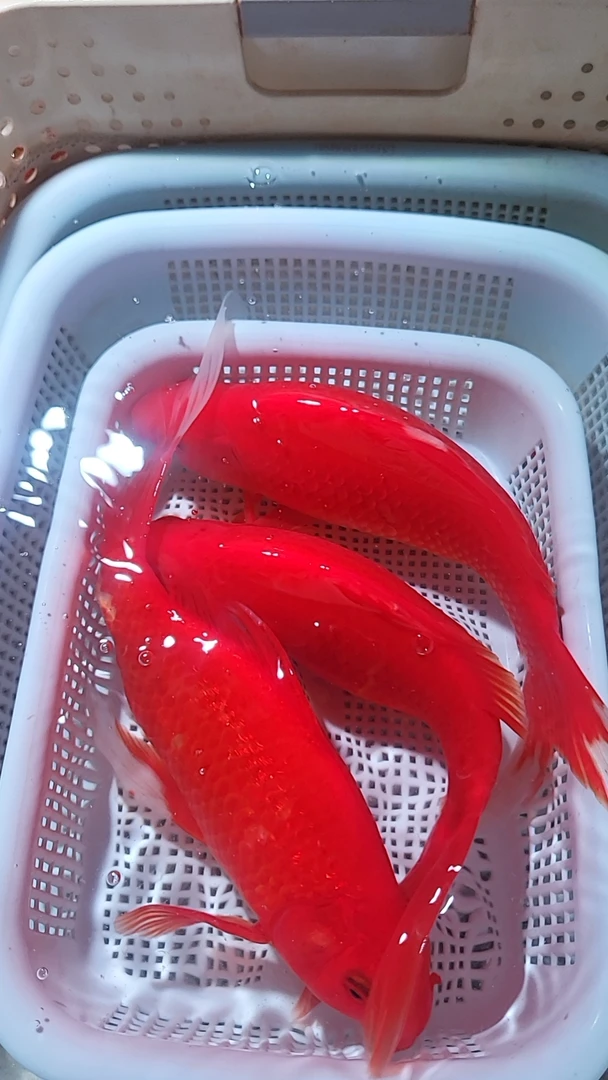 25 号【3红金15-17公分】冷水观赏鱼 包邮