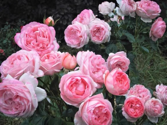 德国丹陶丹航行/远行Voyage粉色大花耐寒耐热盆栽勤花灌木月季