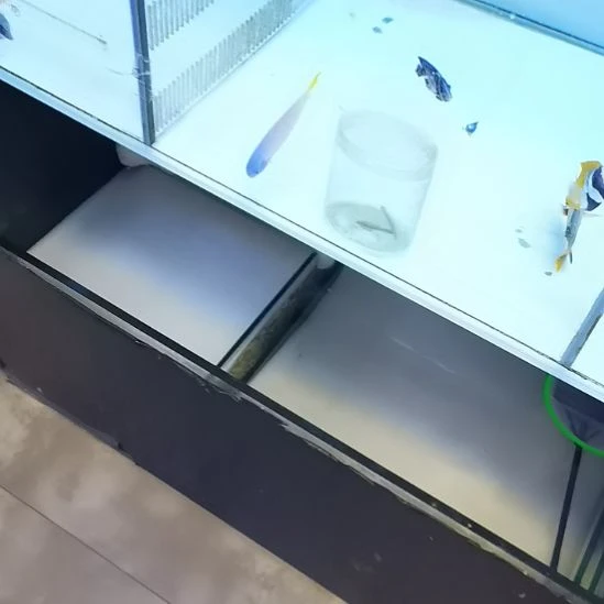 运费海水鱼一条海水鱼