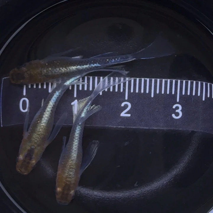 青鳉鱼真长鳍青铜磷光35号