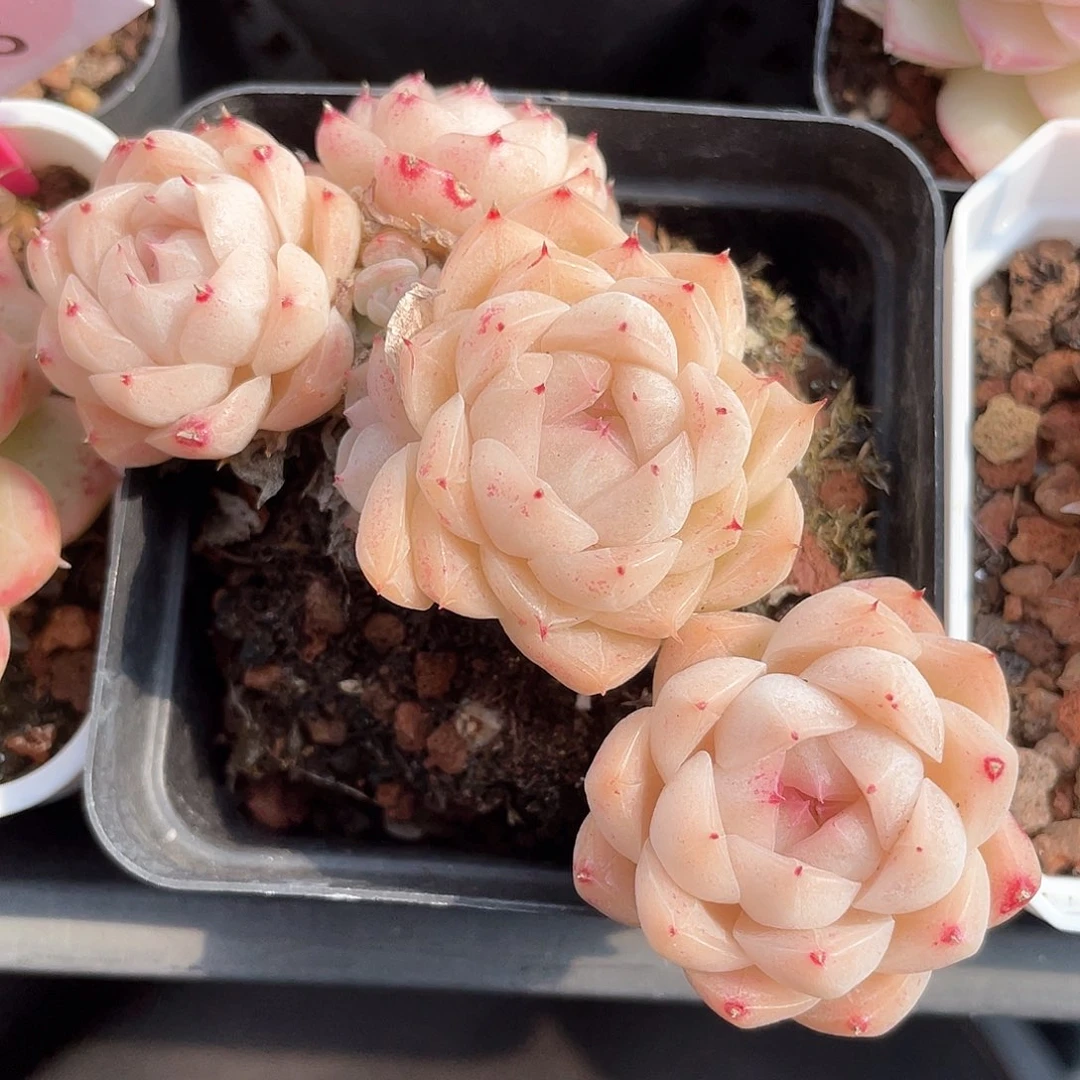 优选5号女王8106