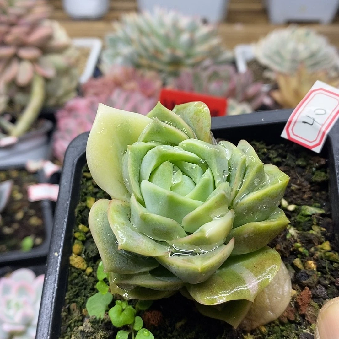2040 可爱玫瑰花脸锦