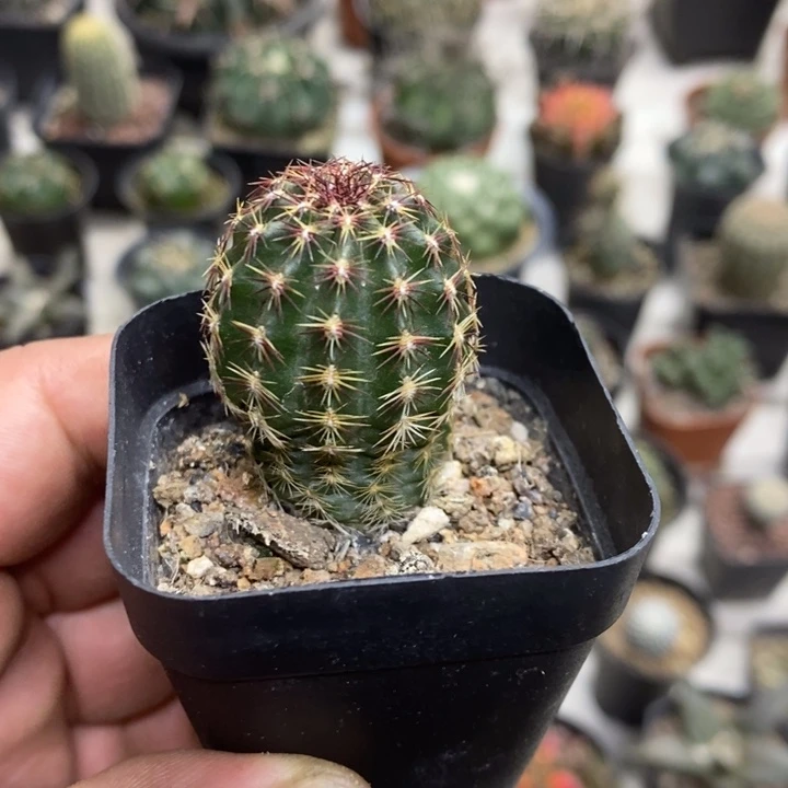 实生红刺青花虾特价
